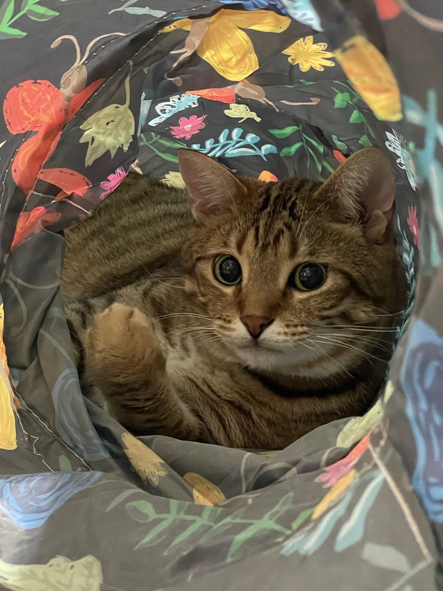 🤎ちゃおとたら吉♡姫子🧑‍🦰😼😽🤎 tweet media