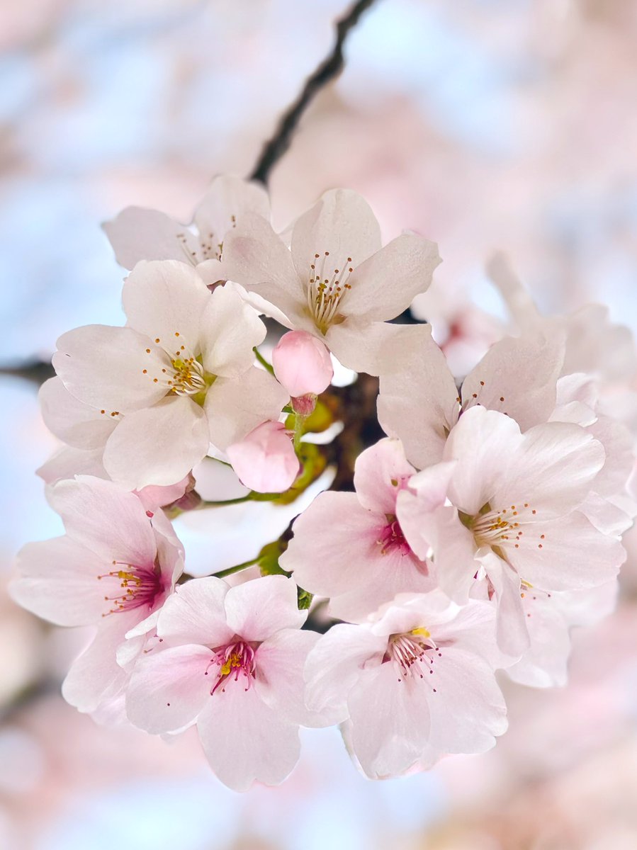 *𝚙𝚊𝚗𝚍𝚊*♥️🐾ﾌﾟﾁ写真館🧸優しい繋がりに心から感謝🫶🏻🩷 tweet media