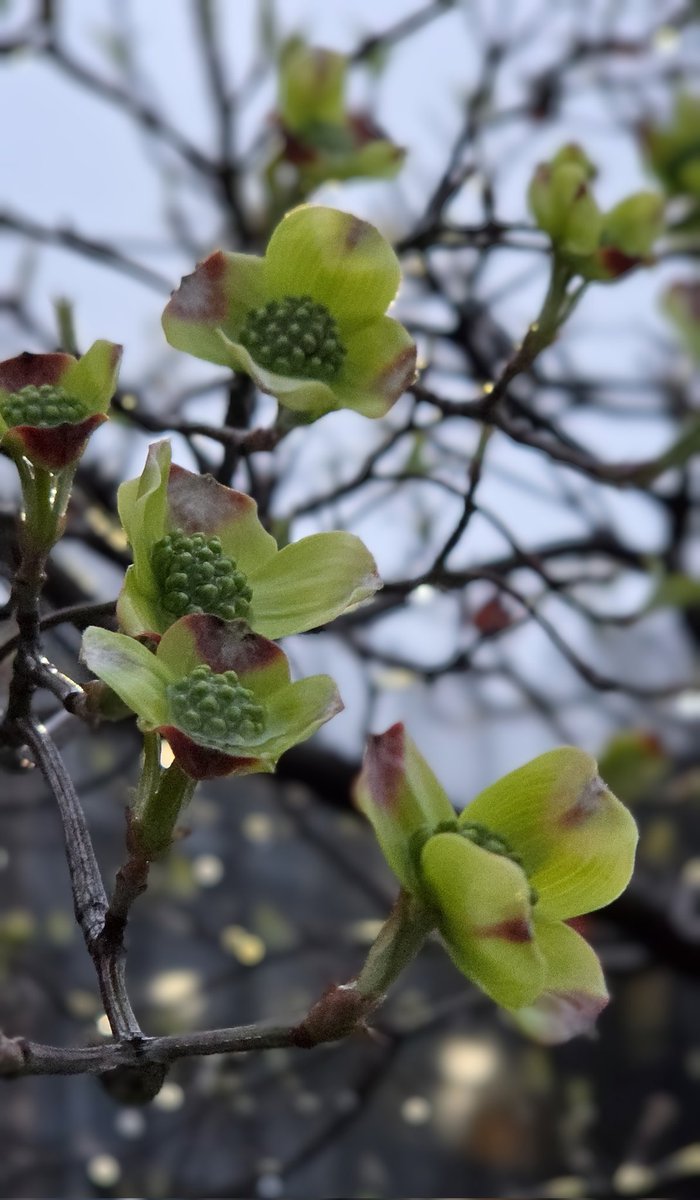 希ノ子森野 tweet media