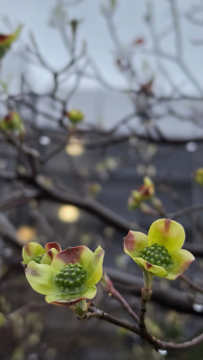 希ノ子森野 tweet media