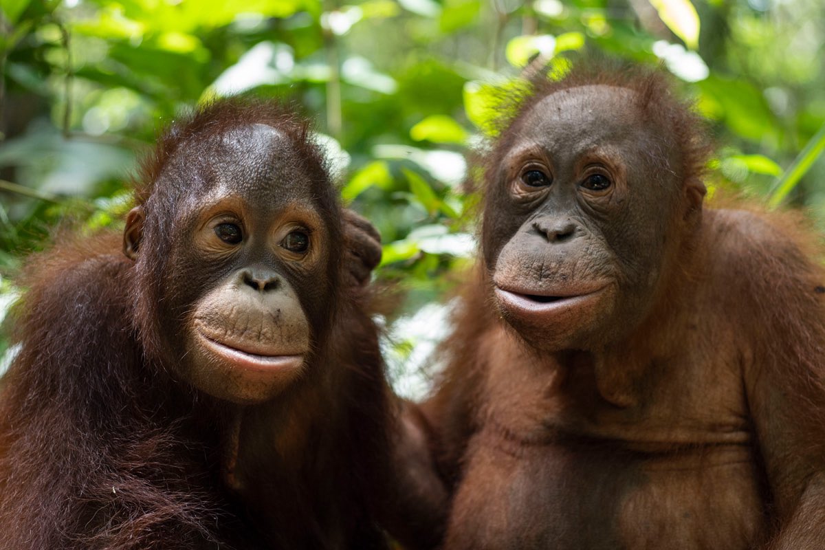 Apetimus Primate tweet media