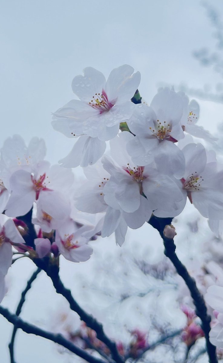 𝐦𝐚𝐬𝐚❝ 悠々とマイペース tweet media