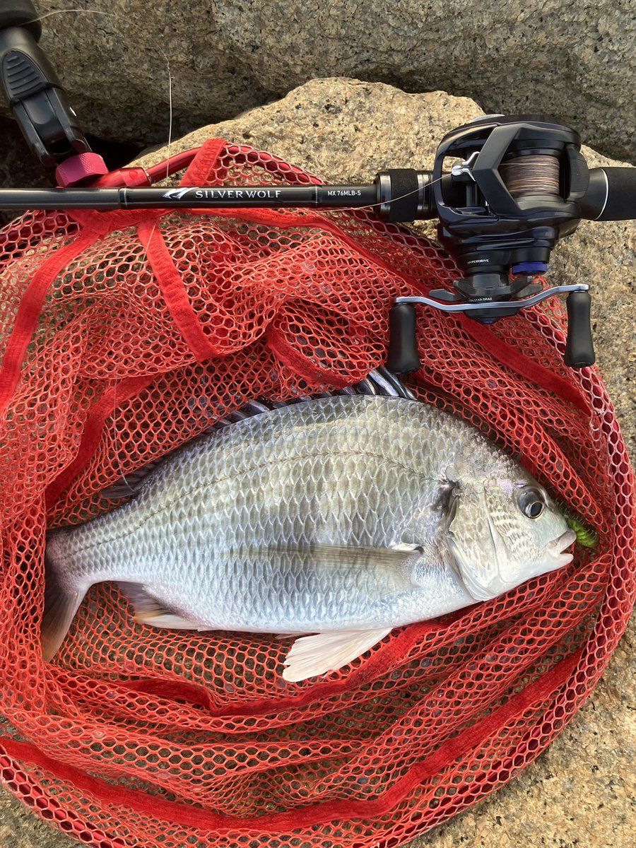 フクマ🔰 tweet media