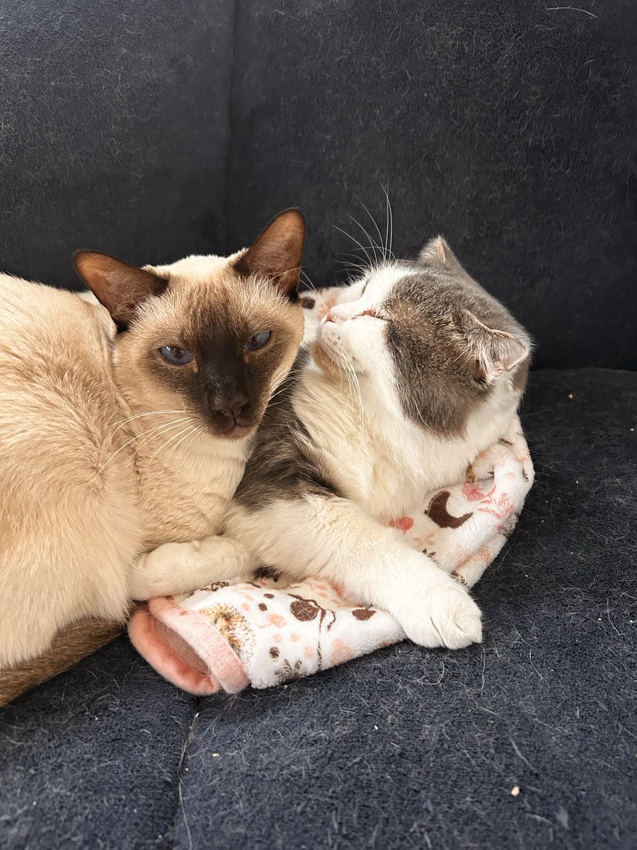 つーマグ＼＼\\٩( 'ω' )و //／／ tweet media