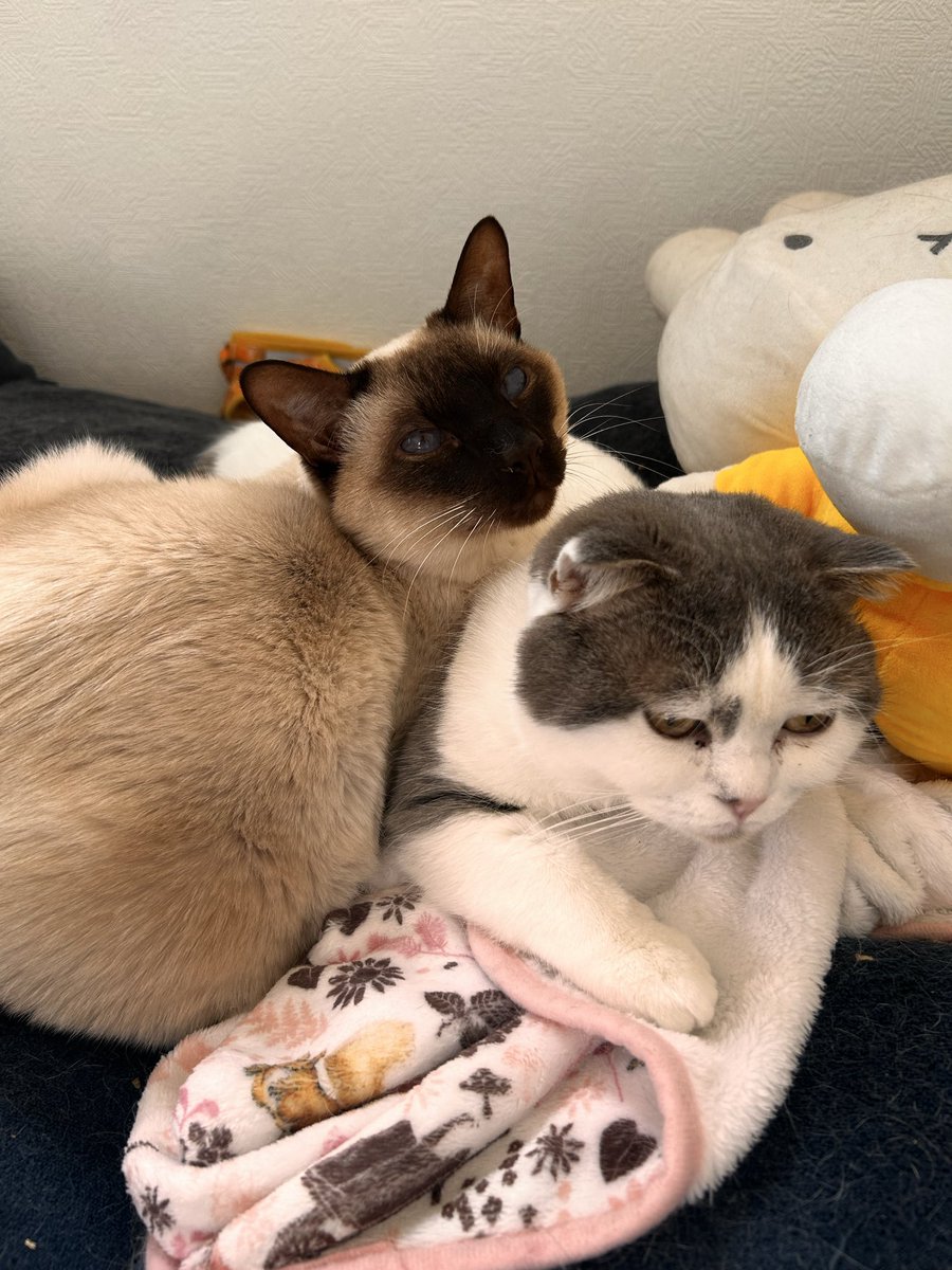 つーマグ＼＼\\٩( 'ω' )و //／／ tweet media