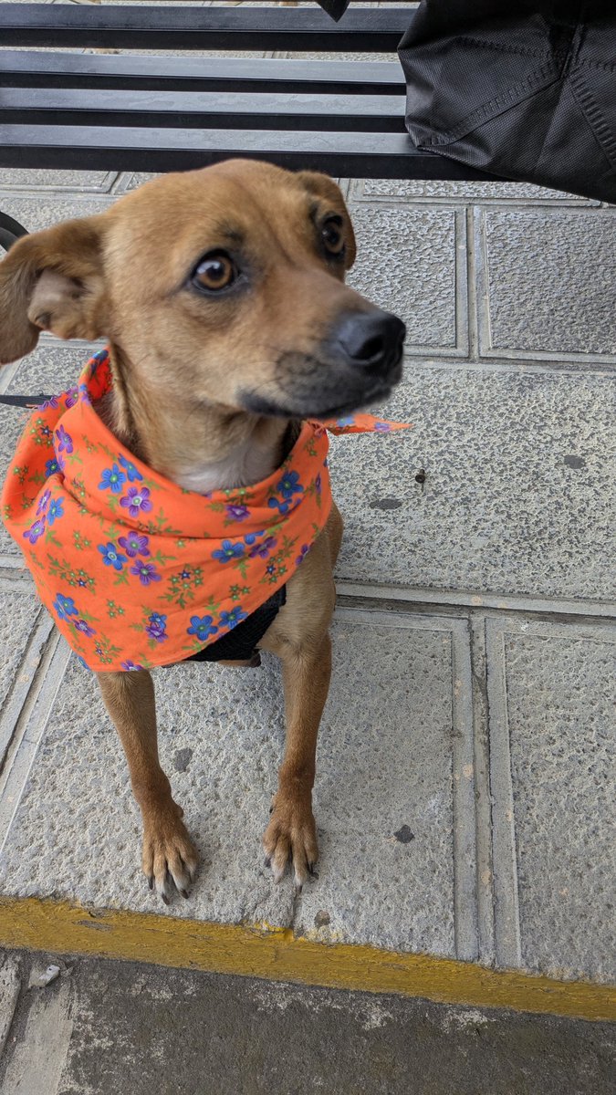 aso 47-2026 Bambina una perrita de año y medio mezcla de Chihuahua amorosa noble ideal para apartamentos o casas pequeñas fue rescatada de las faldas del Pacaya es ideal para apartamentos o casas pequeñas es sociable y tranquila.
Para adoptar pide formulario y cambia una vida.