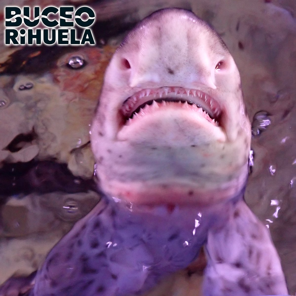 BuceOrihuela tweet media