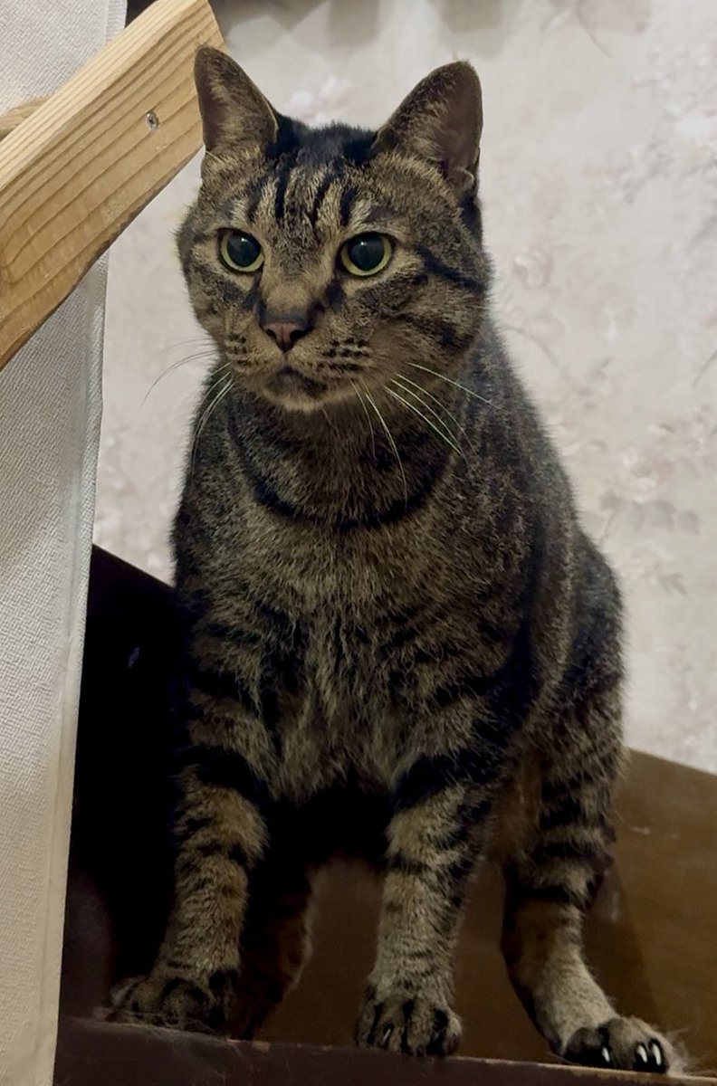 多幸🐈プロフ見てね🐈‍⬛固定ポストは拡散希望🐾 tweet media