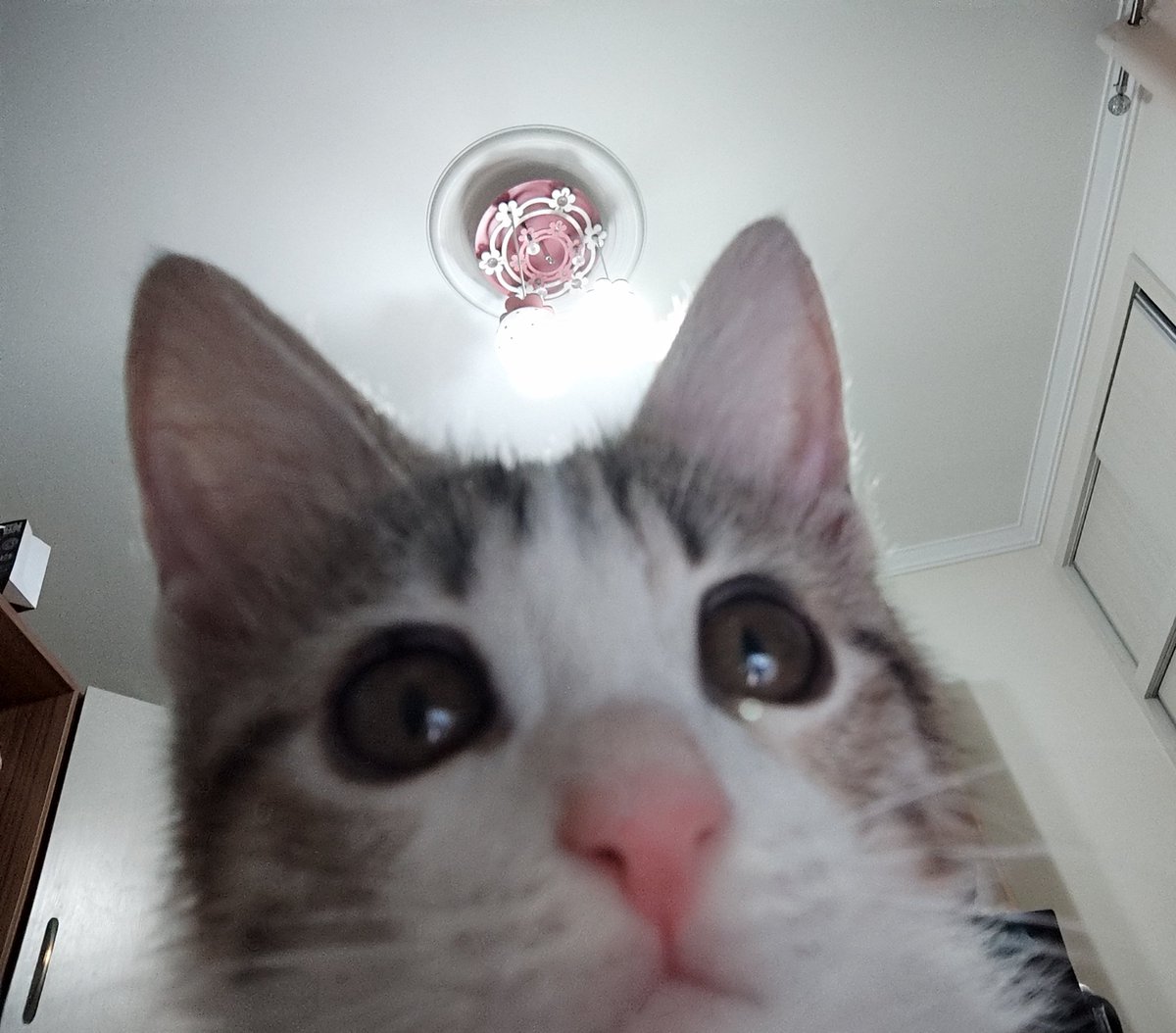 ブルーベリー⋆🇮🇷 tweet media