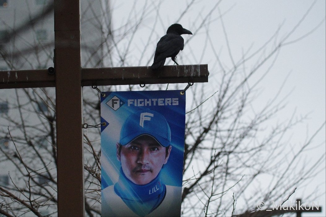 NPO法人札幌カラス研究会 tweet media