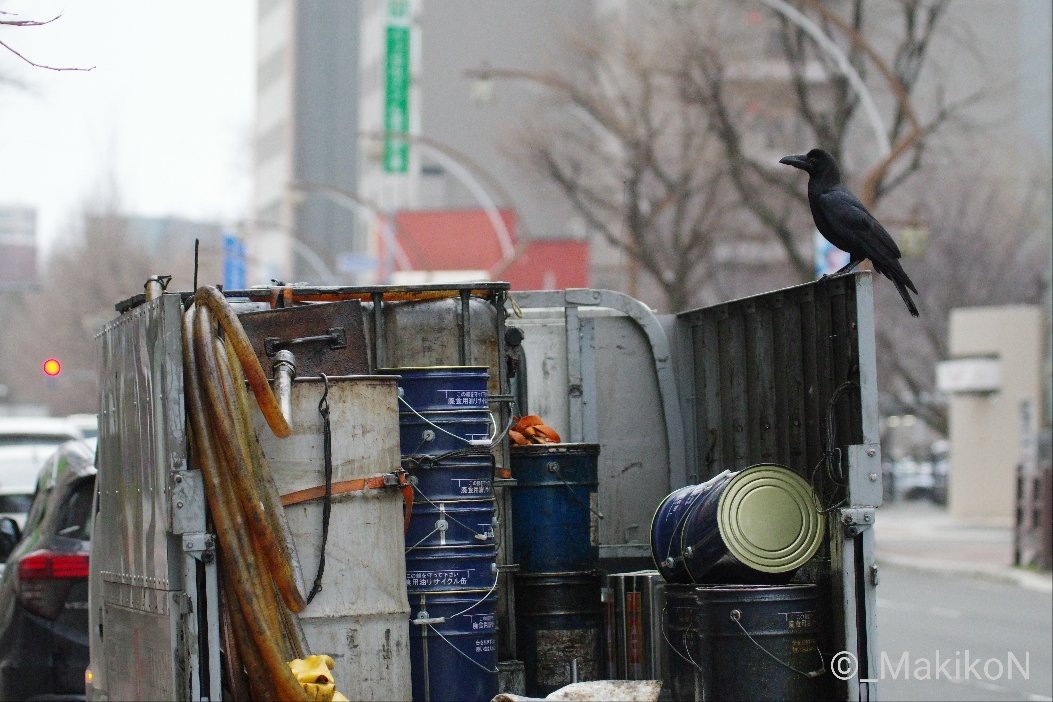 NPO法人札幌カラス研究会 tweet media