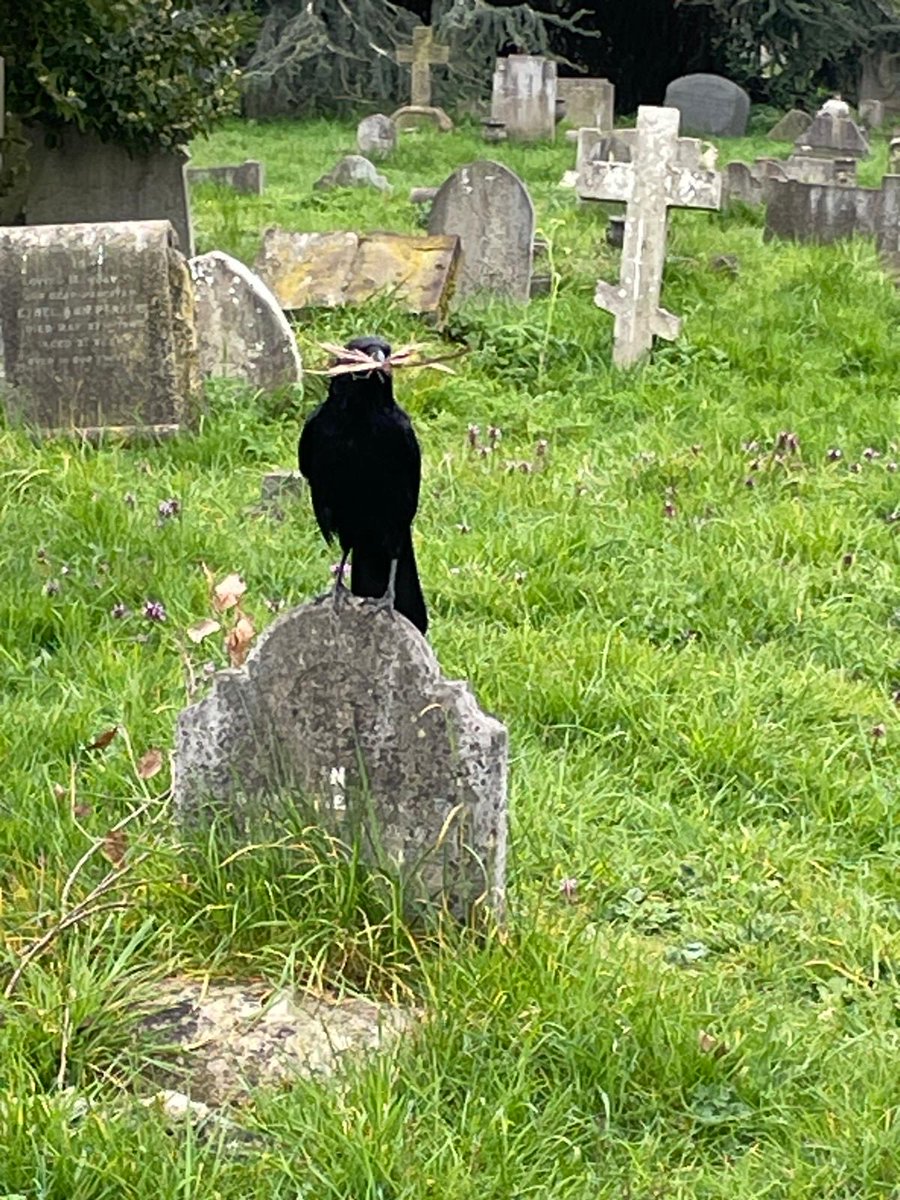 BromptonBunch's tweet image. Nesting in progress #Crows