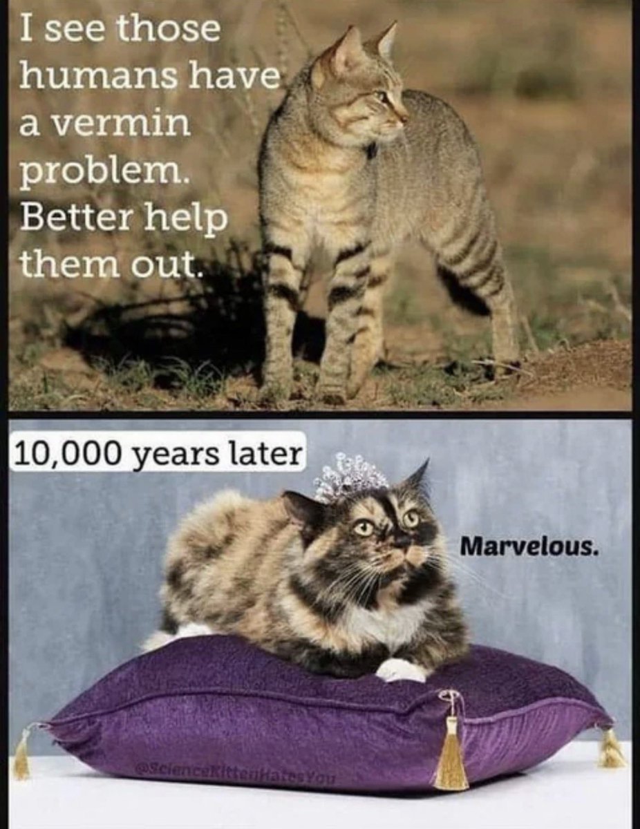 Antidepressant Content tweet media