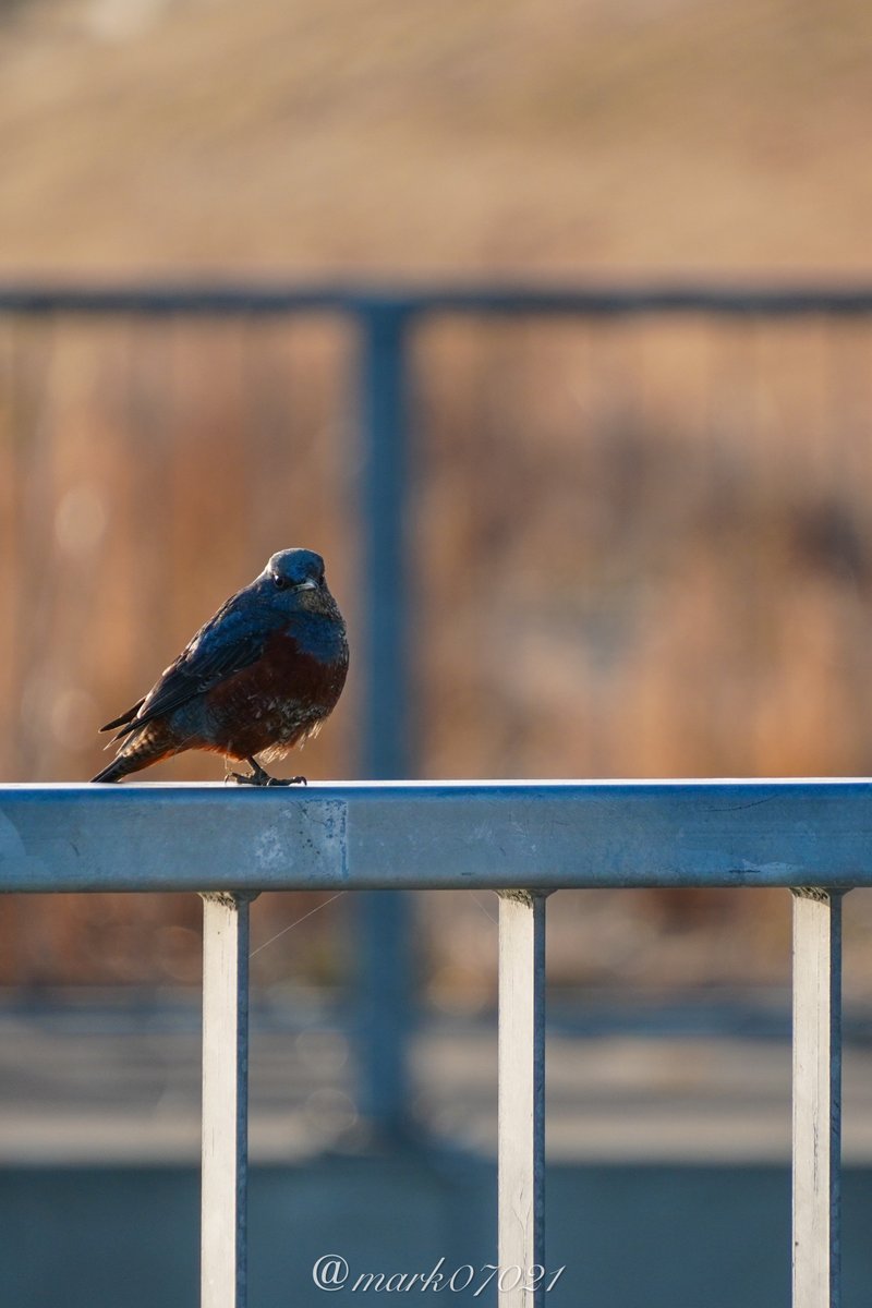 閖上の朝、凛々しい先客がいました🐦‍⬛✨
イソヒヨドリの雄かな？
逆光で見にくいけど、青い羽根
青い鳥？いい事ありそう(ˊᵕˋ)

良い一日を過ごせますように🍀*゜