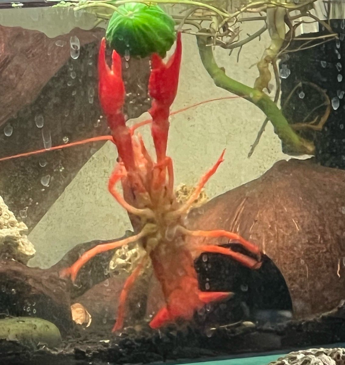 I don’t have anything planned for April fools here’s a crayfish with a cucumber