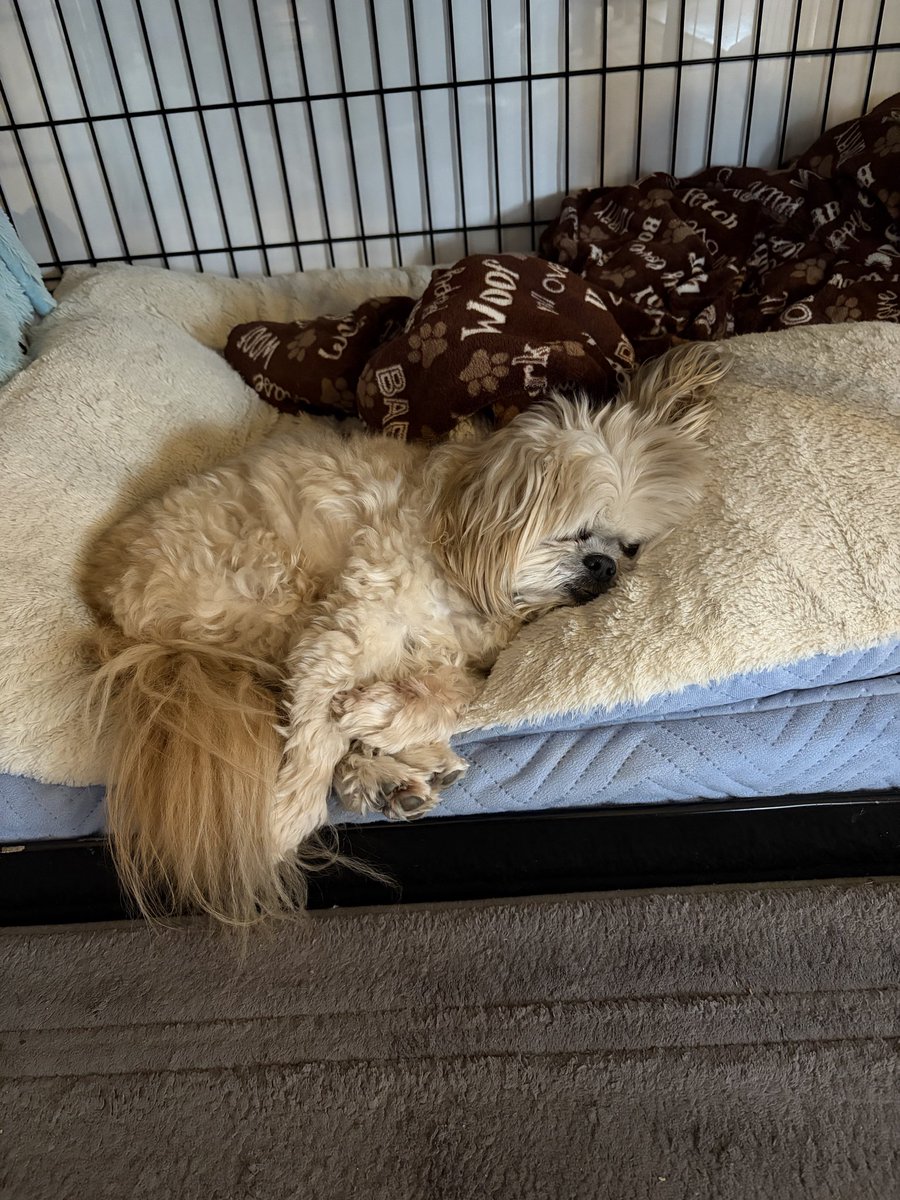 GrimEmily's tweet photo. @bunnyineffa Yoshi after my dog named Yoshi. https://t.co/wymFnXxaC4