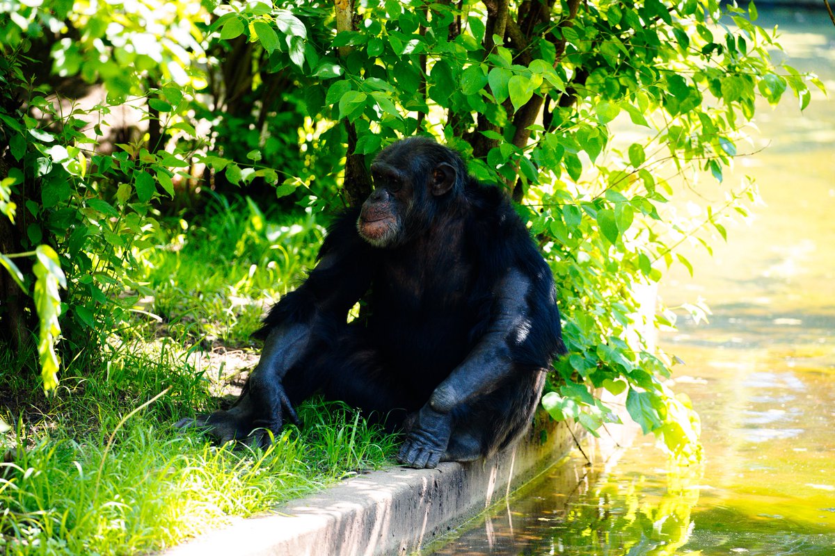 Tulsa Zoo tweet media