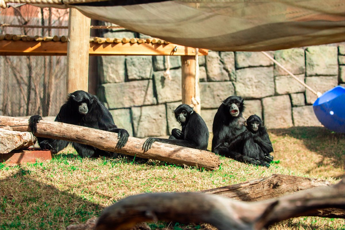 Tulsa Zoo tweet media