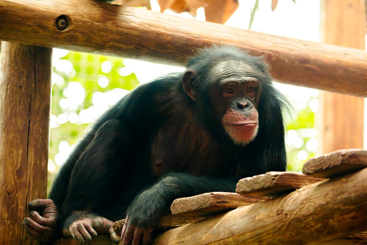 Tulsa Zoo tweet media