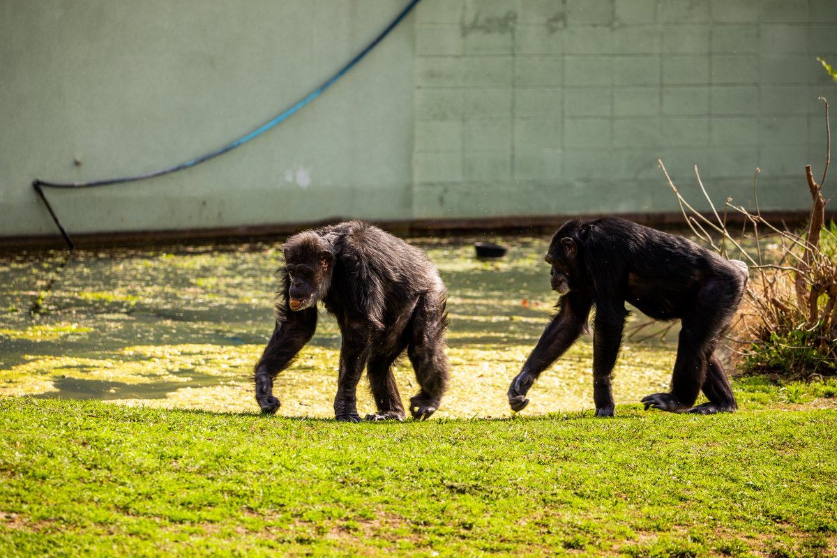 Tulsa Zoo tweet media