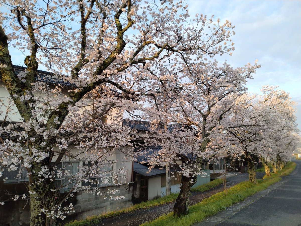 tono_hiroshi's tweet image. 朝花見

#桜
#三次
