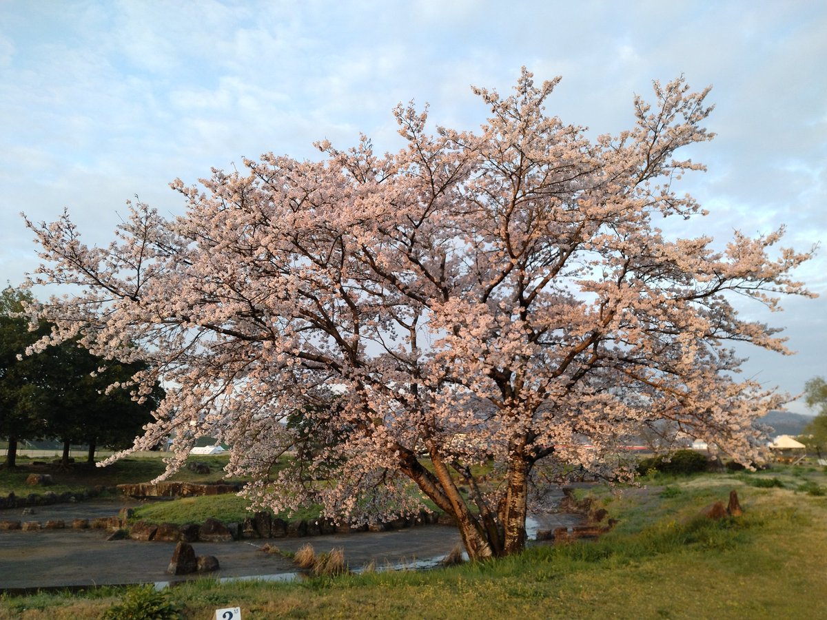tono_hiroshi's tweet image. 朝花見

#桜
#三次