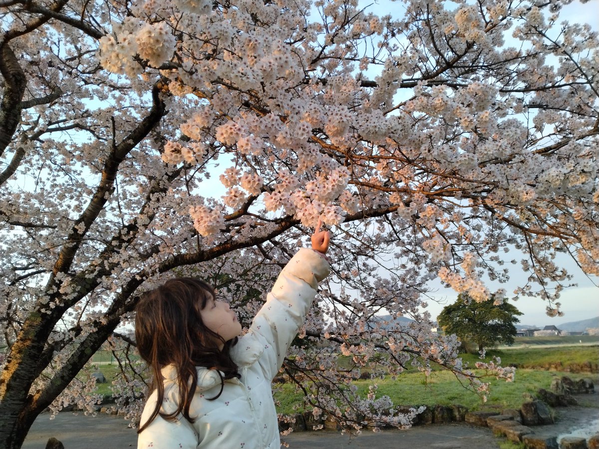 tono_hiroshi's tweet image. 朝花見

#桜
#三次