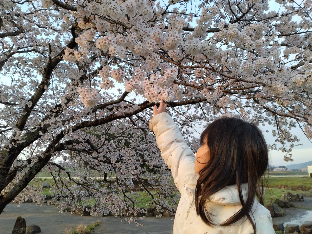 tono_hiroshi's tweet image. 朝花見

#桜
#三次