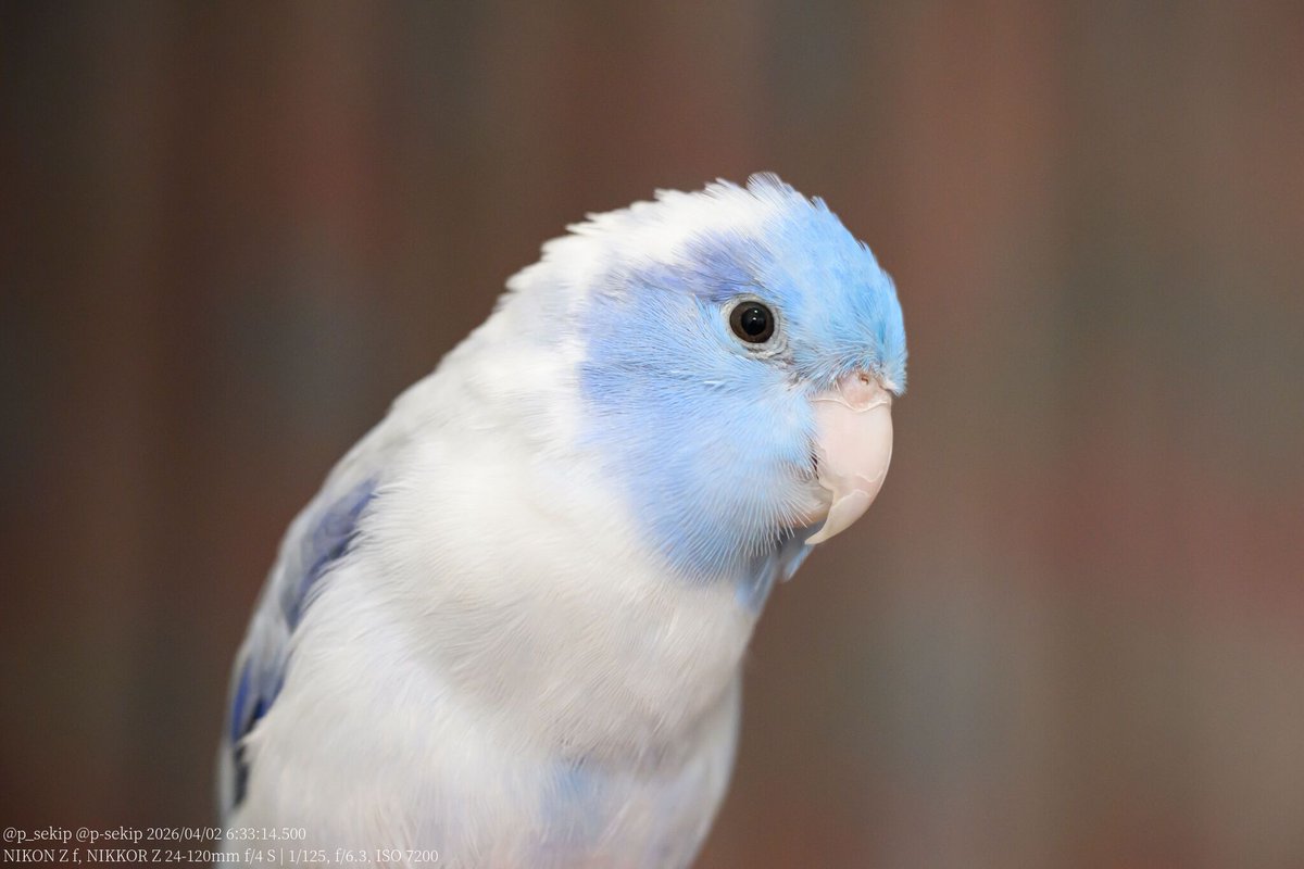 須恵器 tweet media