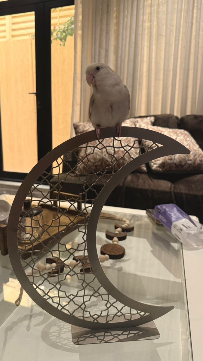 SaudiFoxs tweet media