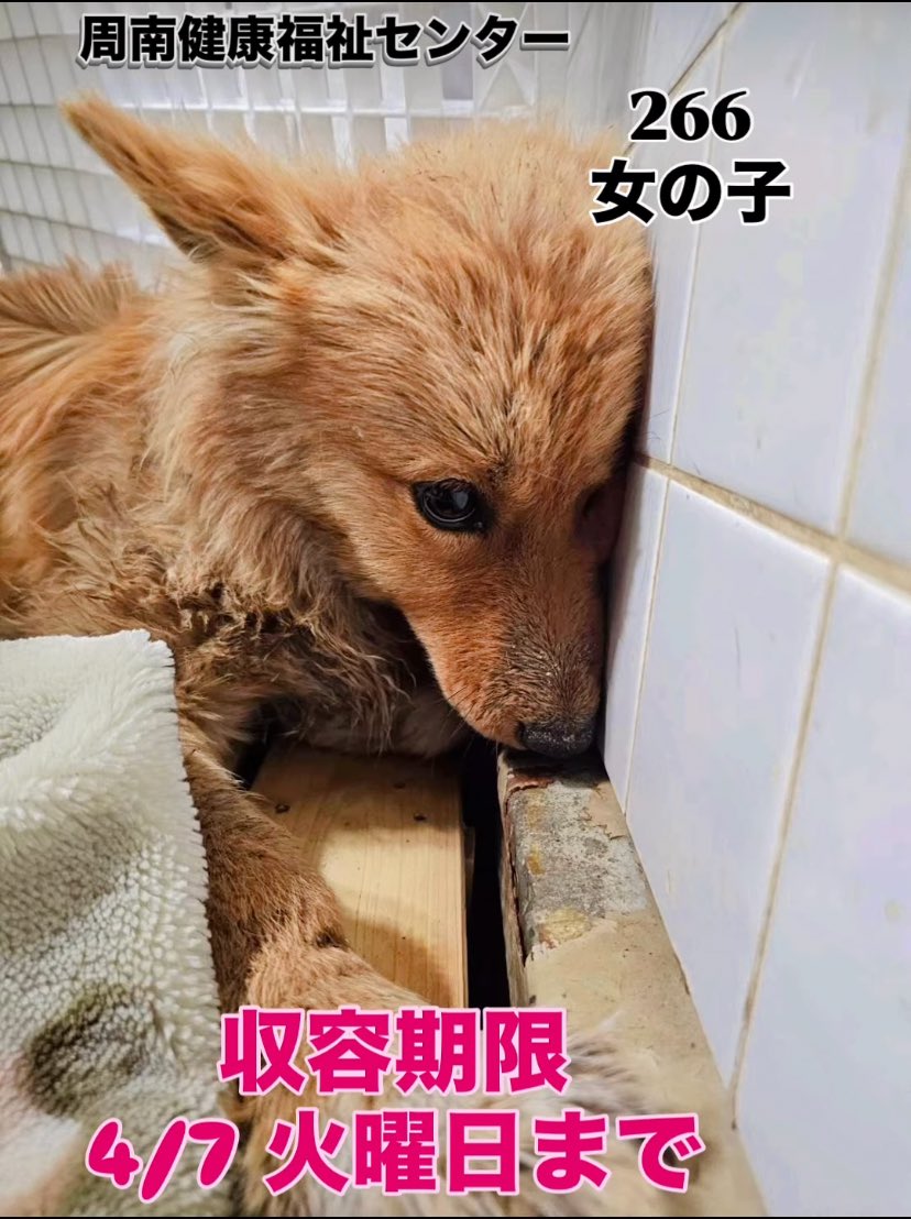 ku-ma返信不具合発生中 tweet media