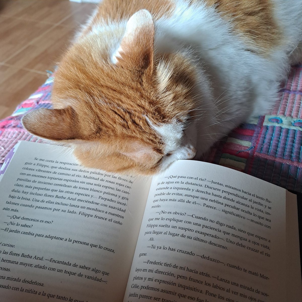 Zaw está nerviosa lvs Elain, Lyra & Eunbin 💜🍉 tweet media