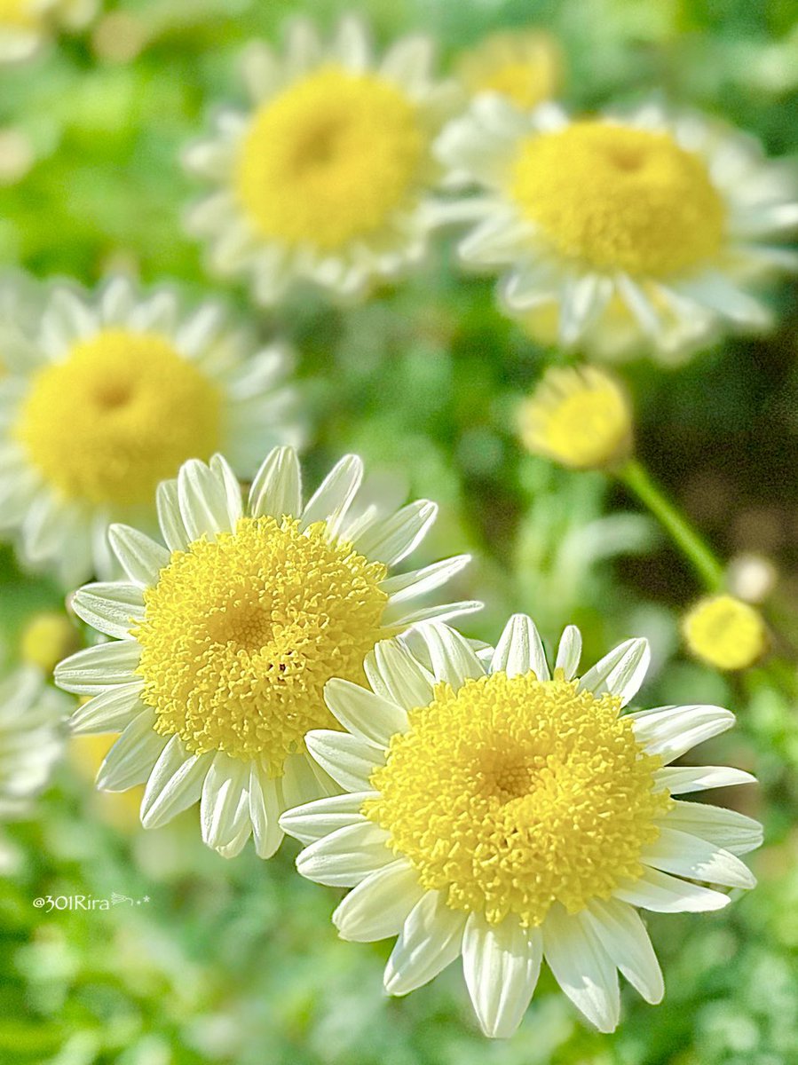 𖤣𖥧𖡼.𖤣𖥧

   陽だまりに咲く
          ﾏｰｶﾞﾚｯﾄ･ｿﾚﾐｵ𖥧𖥧𖥧⚘.*

 #TLを花でいっぱいにしよう
 #キリトリセカイ