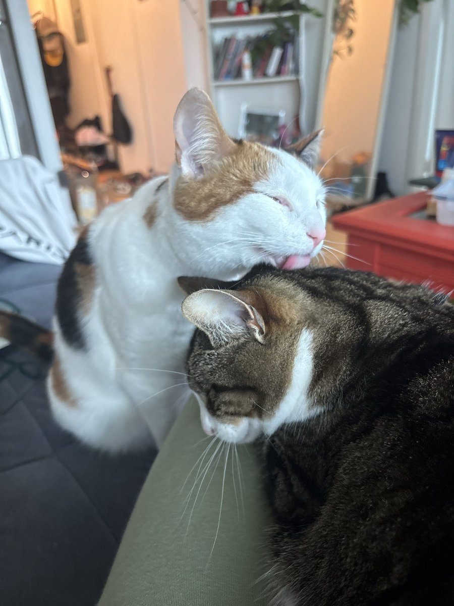 lauryn⁷ tweet media