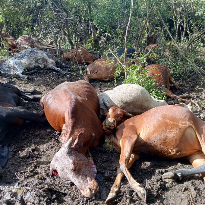 Ganza Daniel Cédrick tweet media