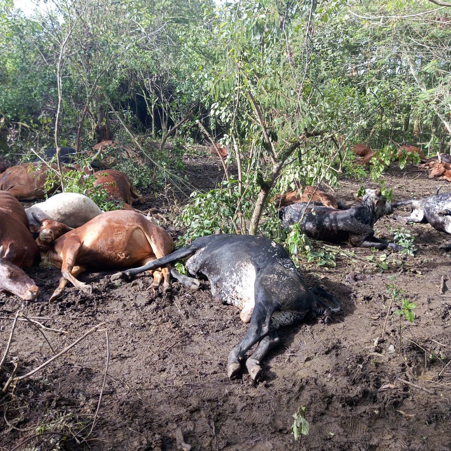 Ganza Daniel Cédrick tweet media