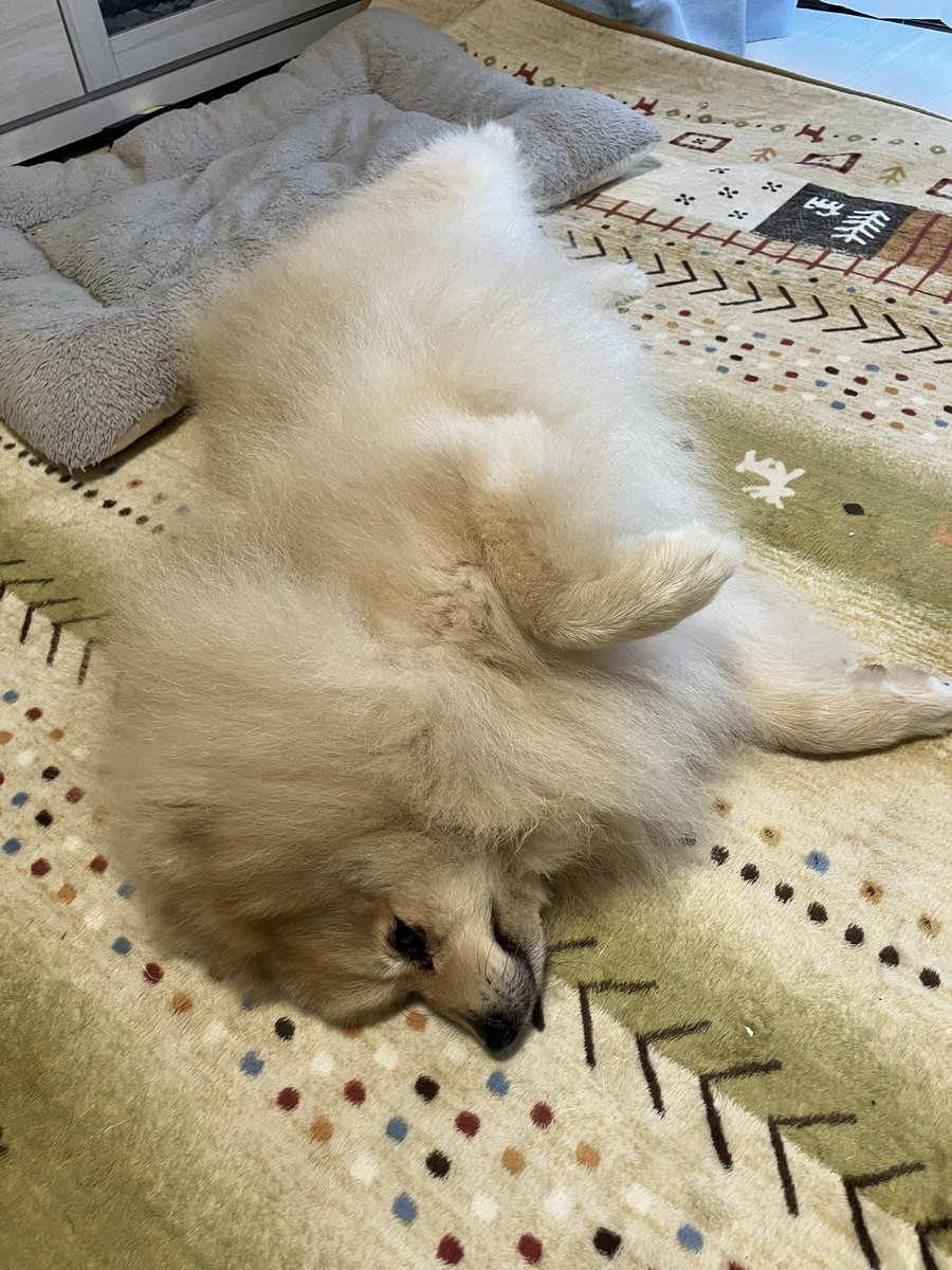 ぬこさん tweet media