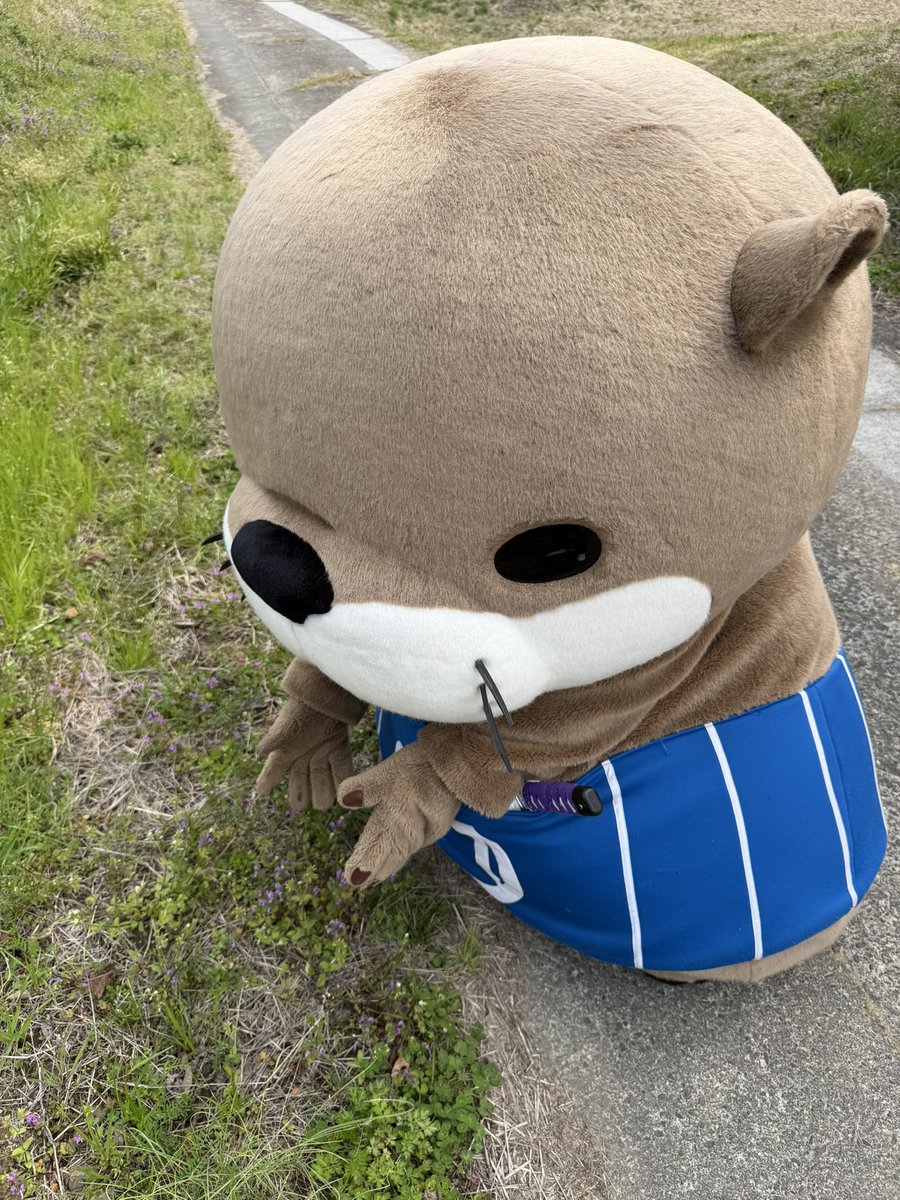 ニホンカワウソ幻(げん)ちゃん【公式】 tweet media