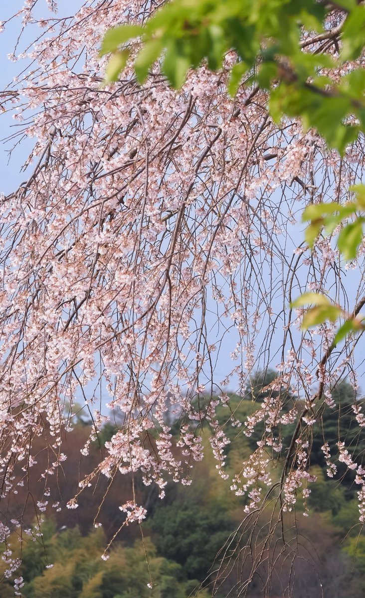OKITe18spiCE's tweet photo. 珠すだれのような。。🌸 https://t.co/vxymwzaUn9