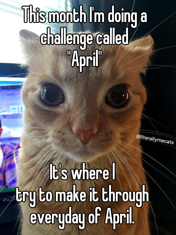 LiterallyMeCats tweet media