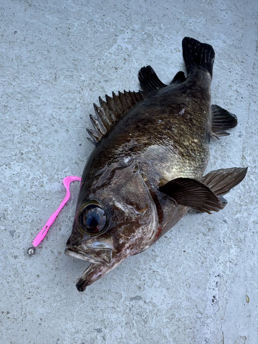 🐟️フィッシングガイド勝栄丸🎣🚢 tweet media