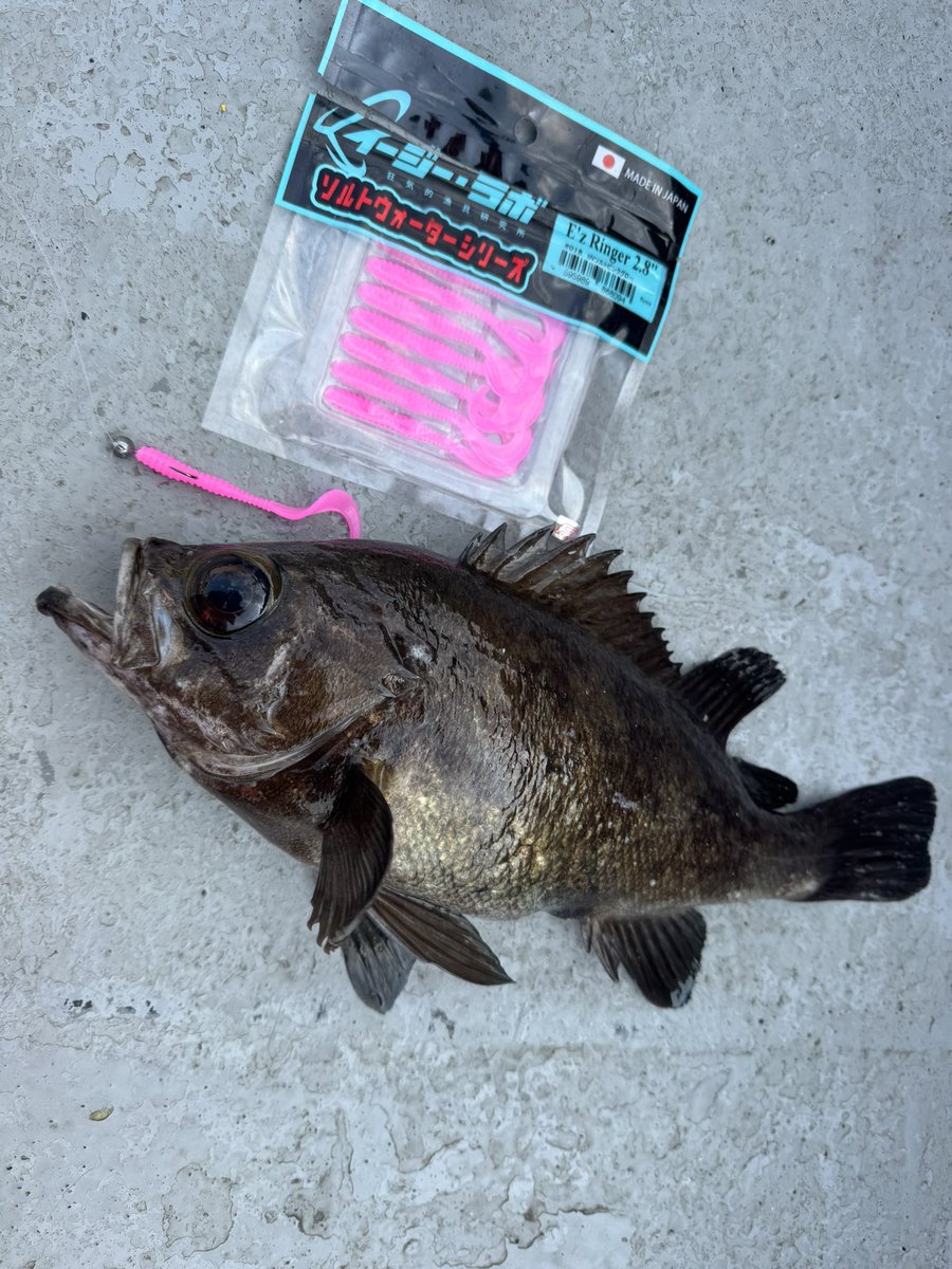 🐟️フィッシングガイド勝栄丸🎣🚢 tweet media