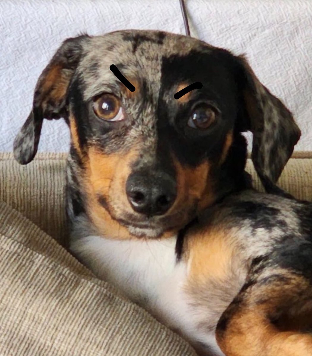 fedef4m 🦦 tweet media