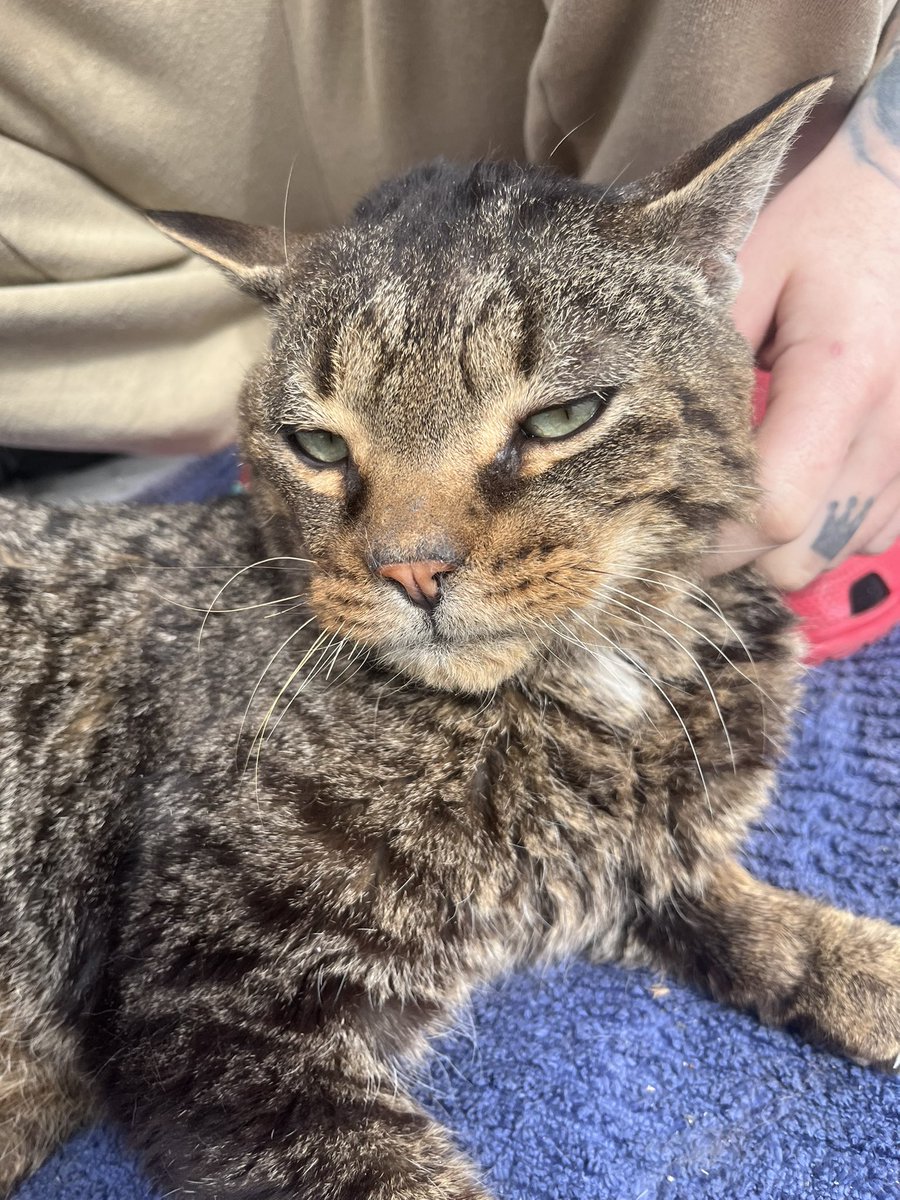 bean 🦝 tweet media