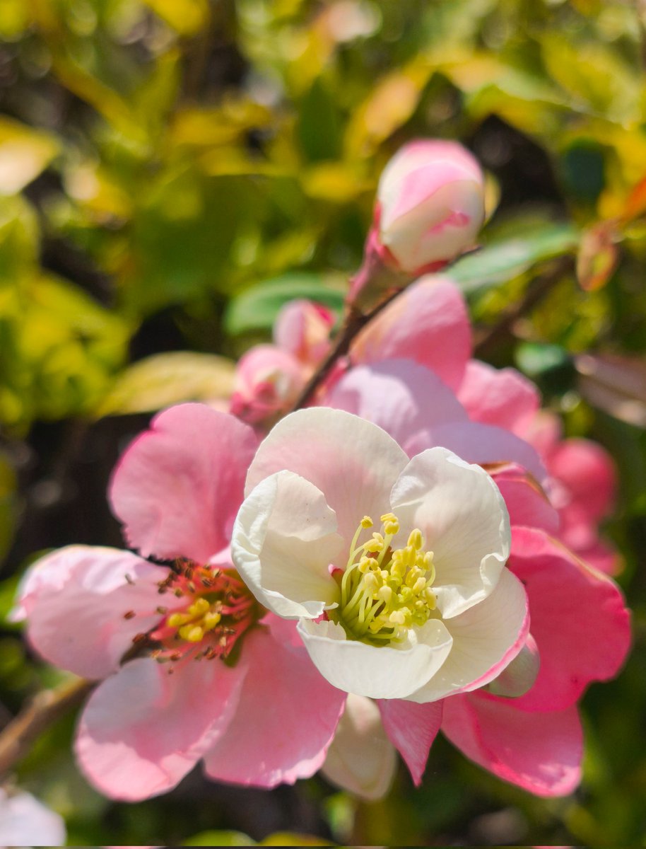 ルチア tweet media