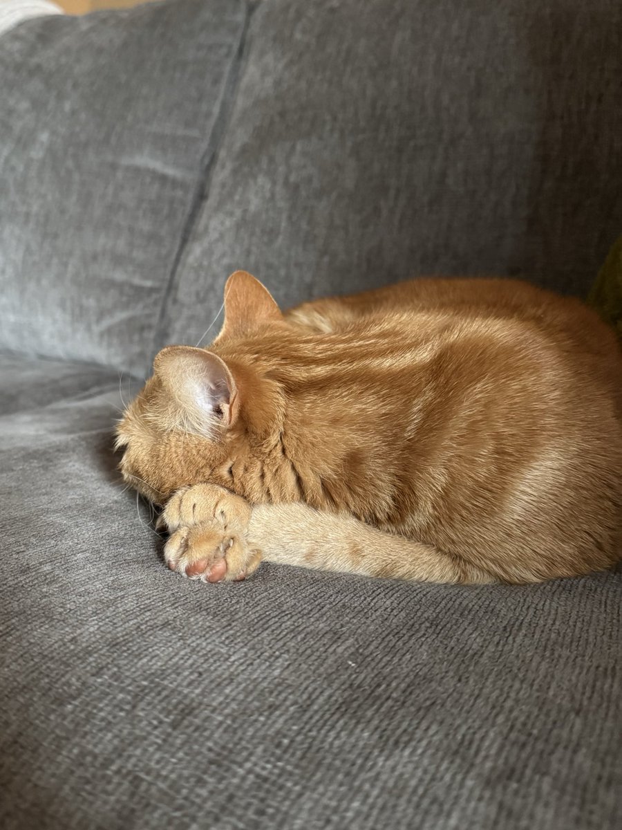 Marmalade and Roma Tomato tweet media