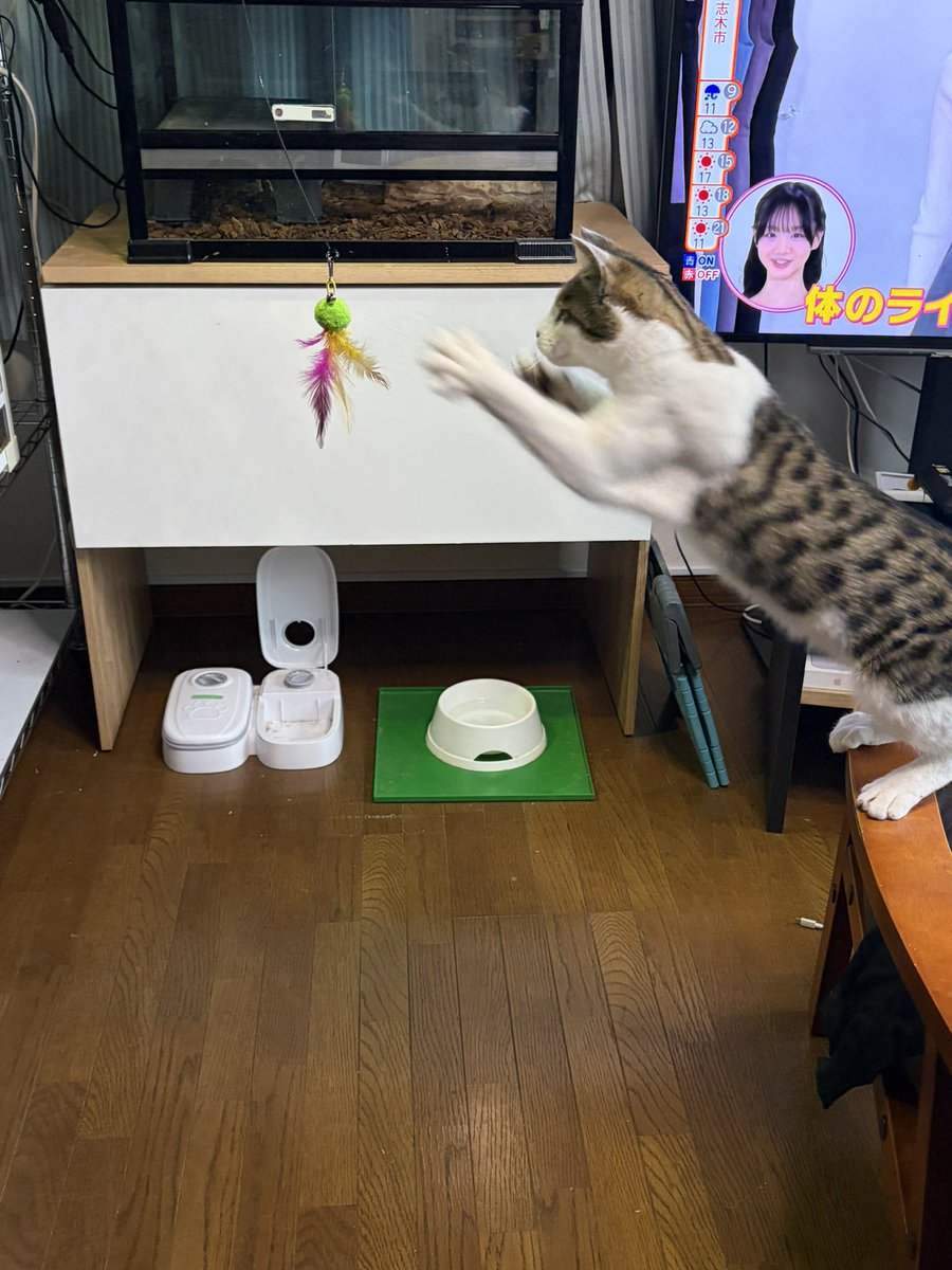 えだちゃん tweet media