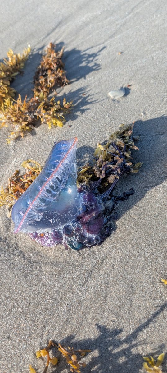 Chief_Engineer tweet media