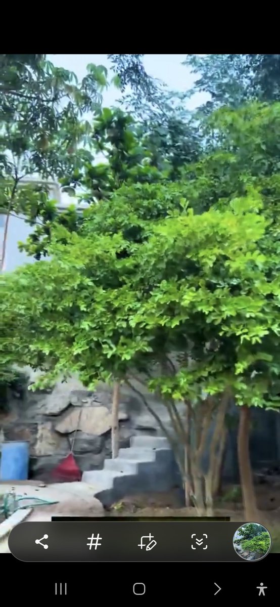 السنيورينا tweet media