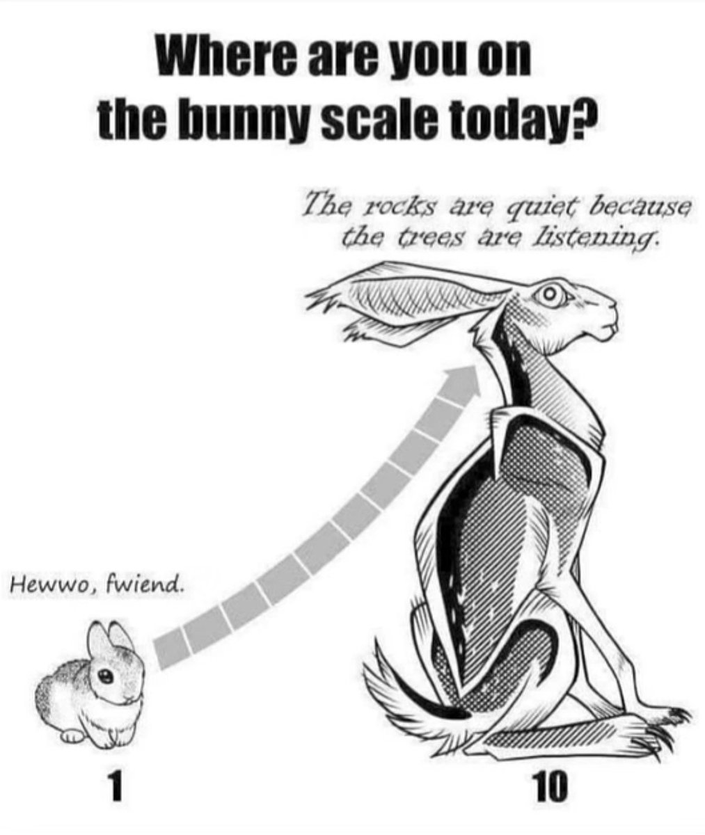 bunny the cat (@loopx3) on Twitter photo 